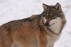 greywolf