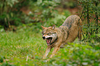 greywolf