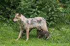 greywolfs