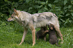 greywolfs