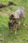 greywolfs