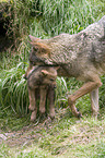 greywolfs
