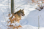 greywolf