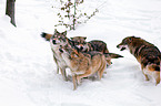 greywolfs