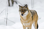 greywolf