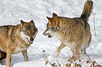 greywolfs
