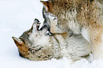 greywolfs