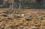 greywolf