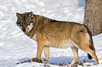 greywolf