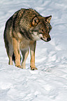 greywolf