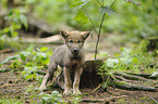 greywolf