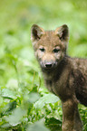 greywolf