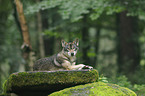 greywolf