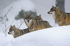 greywolves