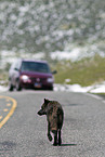 greywolf
