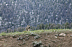 greywolf