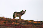 greywolf