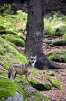 greywolf
