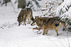 greywolves