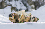 greywolf