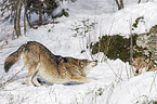 greywolves