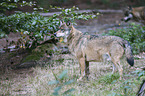 greywolf