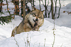 greywolf