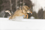 Wolf runs through the snow