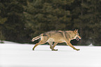 Wolf runs through the snow