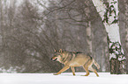 Wolf runs through the snow