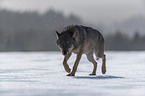 Wolf runs through the snow