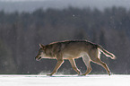 Wolf runs through the snow