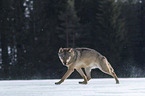 Wolf runs through the snow