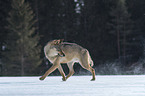 Wolf runs through the snow