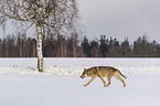 Wolf runs through the snow