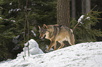 Wolf runs through the snow