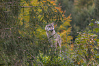 standing Grey Wolf