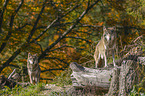 standing Grey Wolves