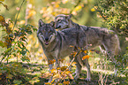 standing Grey Wolves