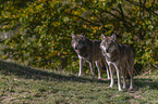 standing Grey Wolves