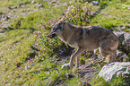 running Grey Wolf