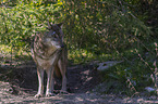 standing Grey Wolf