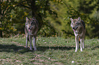 standing Grey Wolves