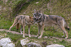standing Grey Wolves