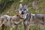 standing Grey Wolves