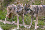 standing Grey Wolves
