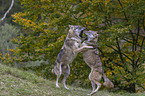 playing  Grey Wolves