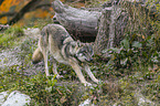 standing Grey Wolf