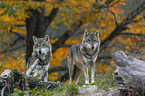 standing Grey Wolves