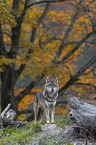standing Grey Wolf